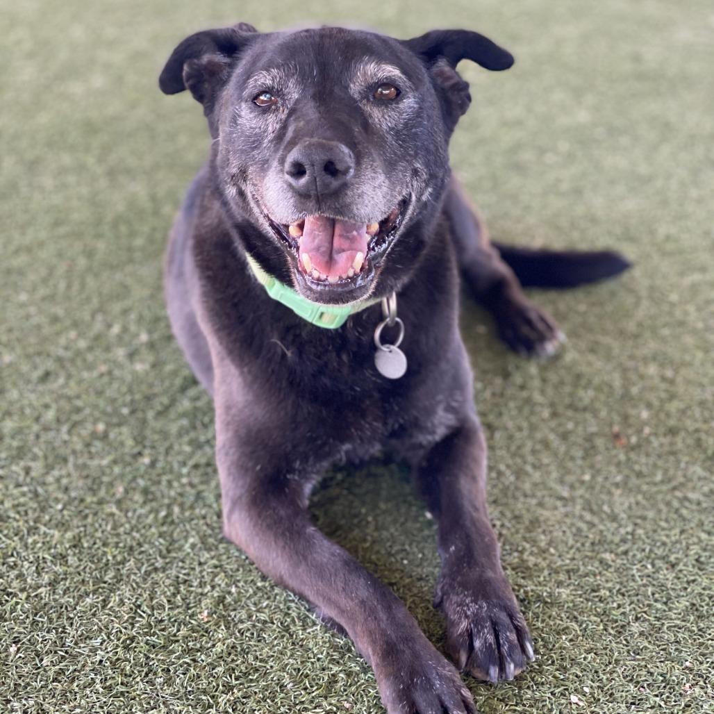 Enlarge Roxxi, a Adoptable mixed breed in Riverside, CA image 4/5