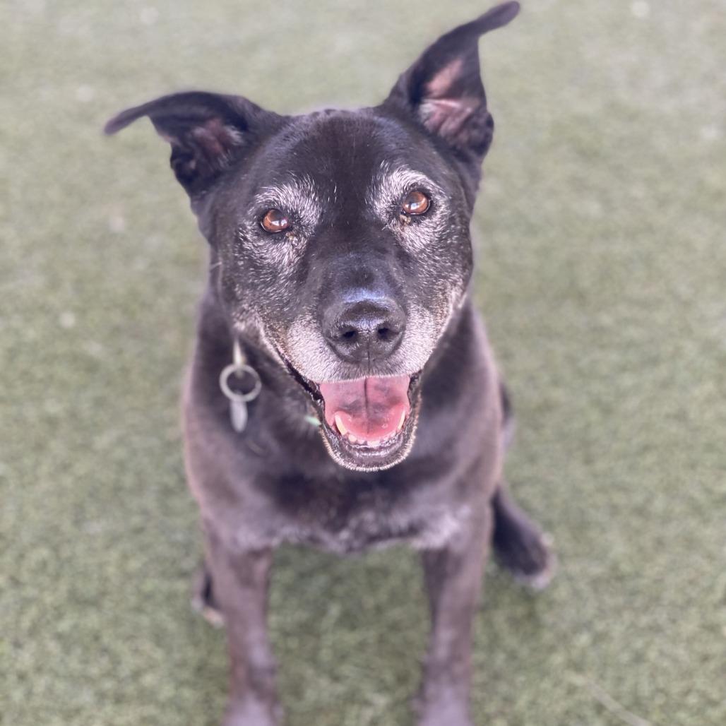 Enlarge Roxxi, a Adoptable mixed breed in Riverside, CA image 5/5