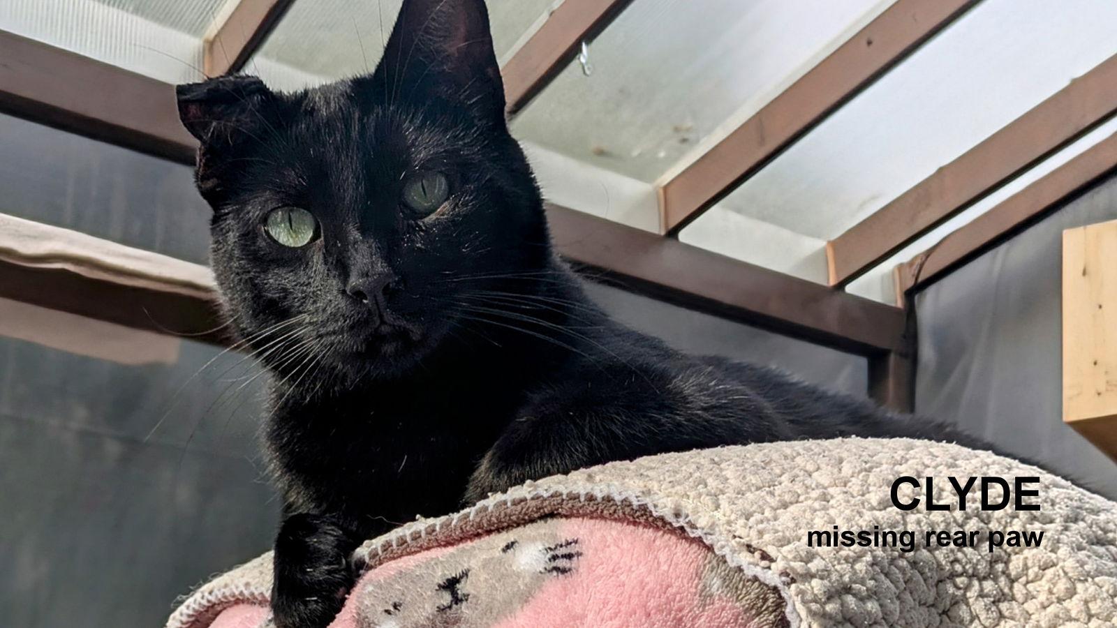 Clyde, a Adoptable Domestic Short Hair in Santa Rosa, CA image 1/3