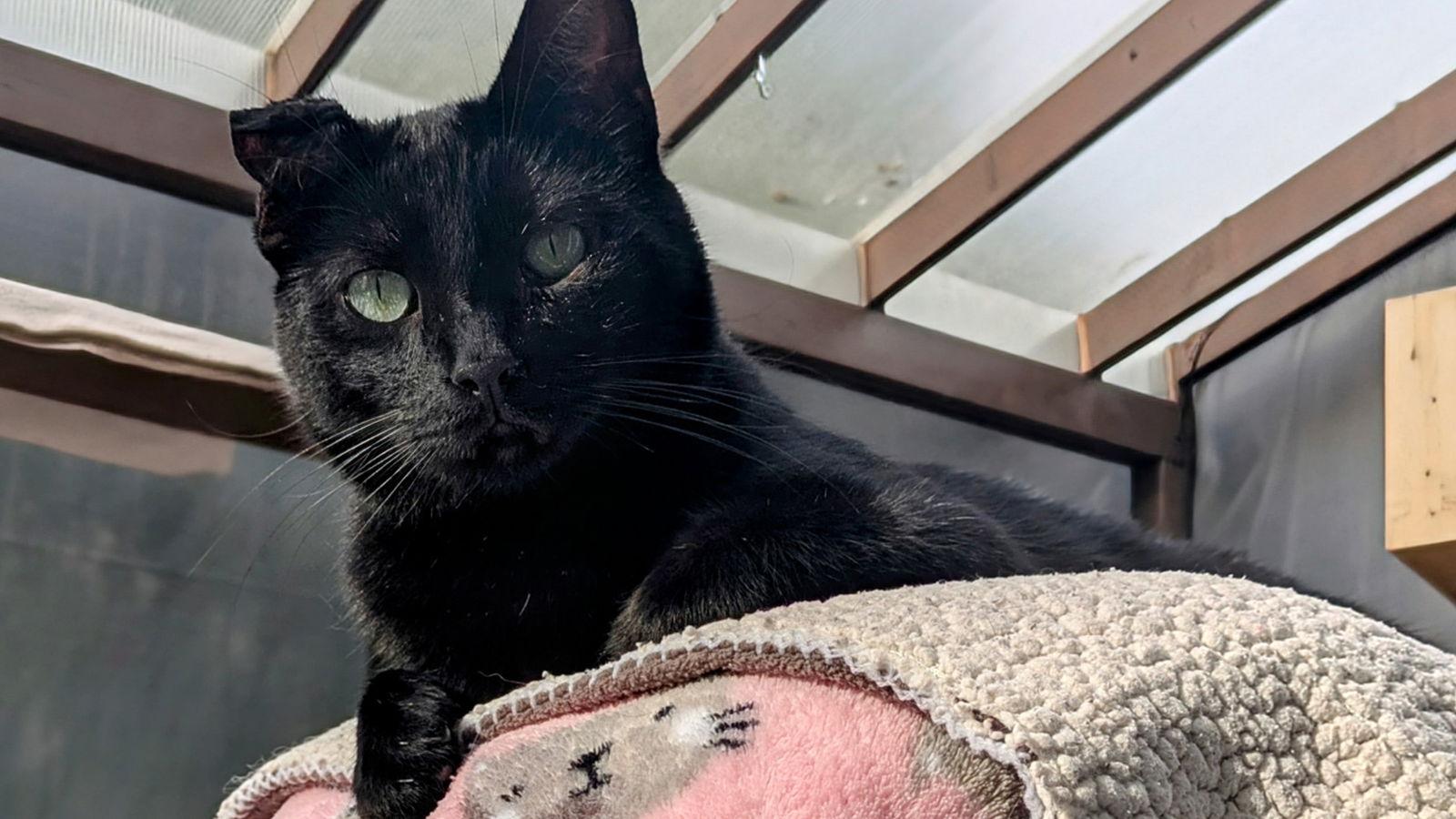 Clyde, a Adoptable Domestic Short Hair in Santa Rosa, CA image 2/3