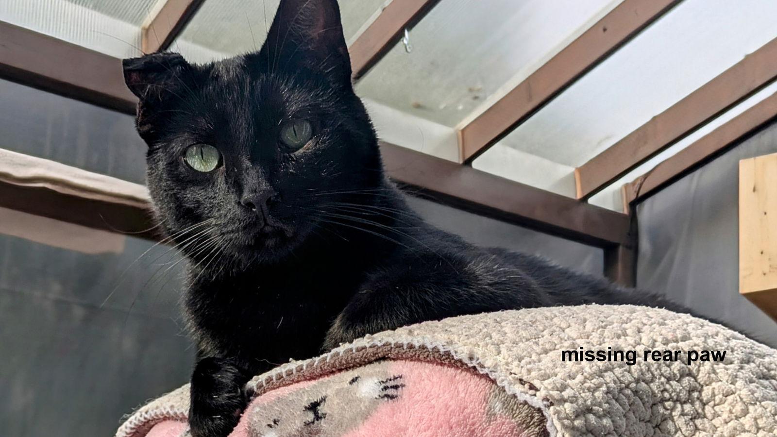 Clyde, a Adoptable Domestic Short Hair in Santa Rosa, CA image 3/3