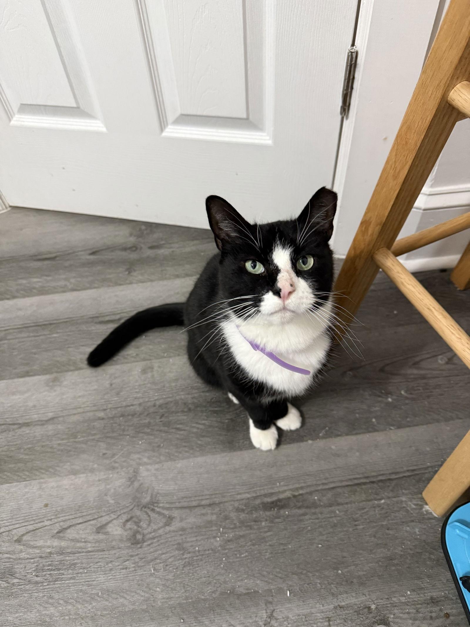 Bernie Parent, Adoptable, Adult Male Domestic Short Hair.