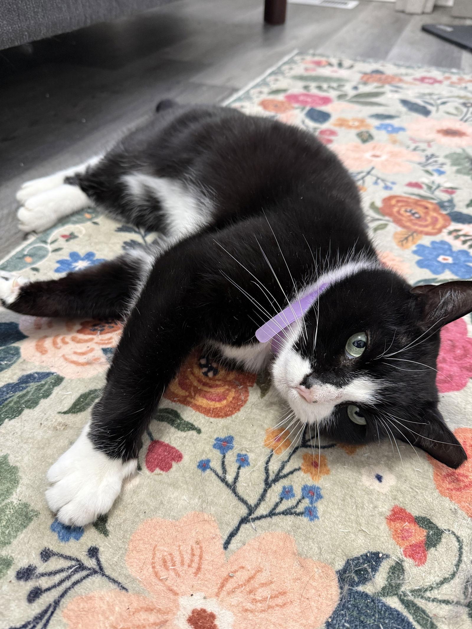 Bernie Parent, a Adoptable Domestic Short Hair in Philadelphia, PA image 2/3