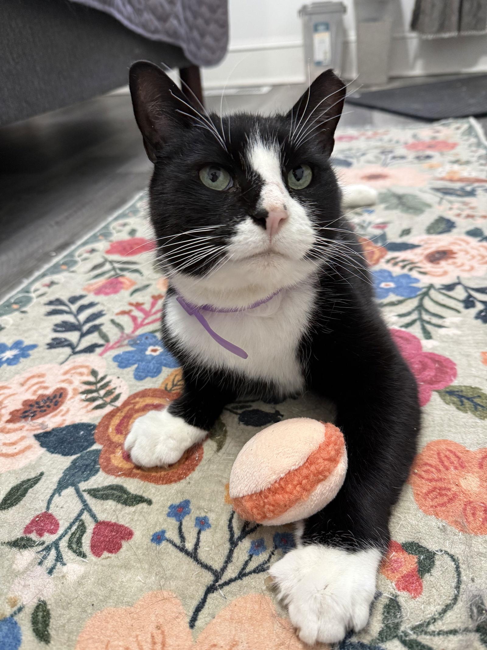 Bernie Parent, a Adoptable Domestic Short Hair in Philadelphia, PA image 3/3