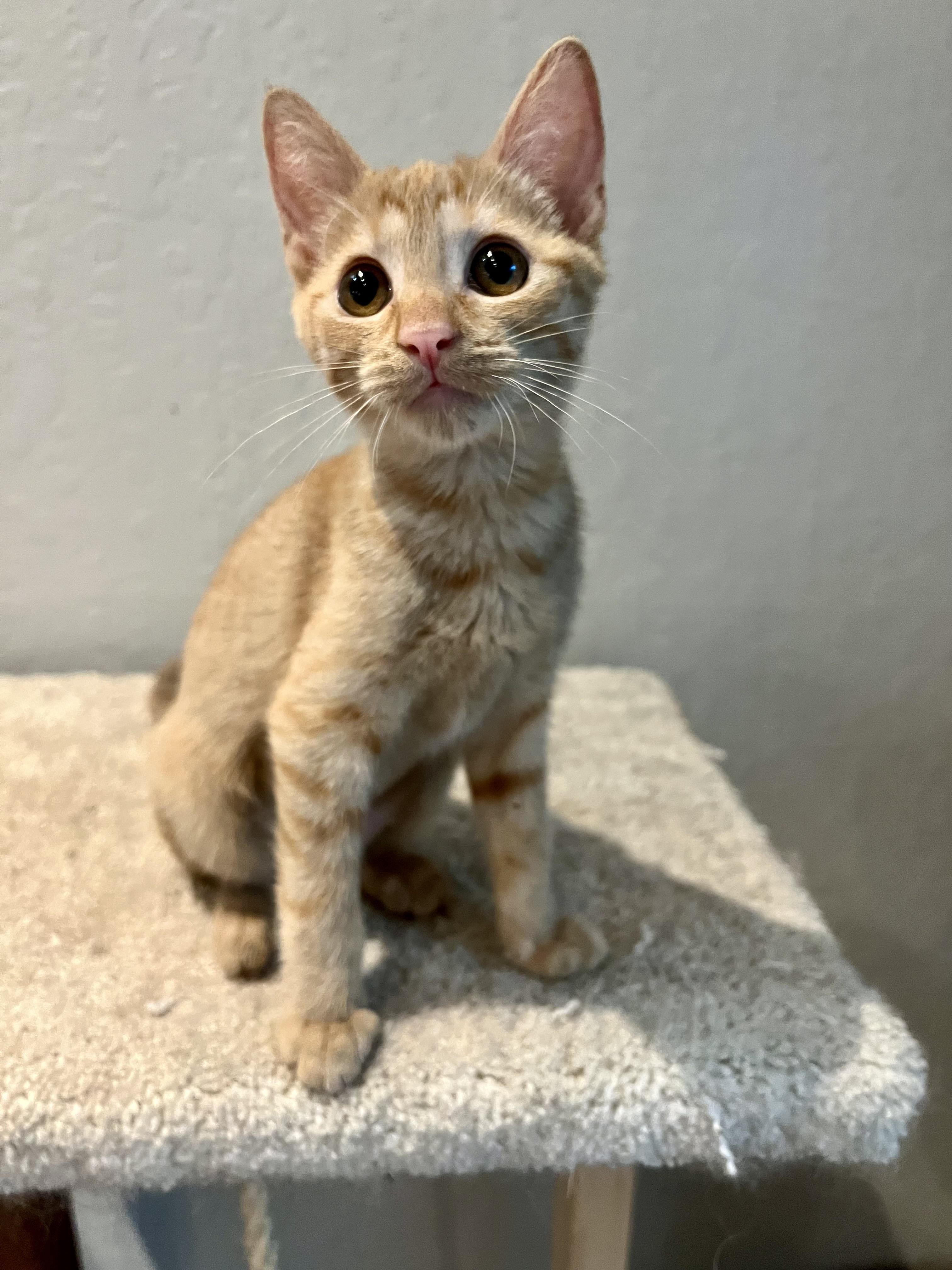 Enlarge Ember, a Adoptable Tabby in Oakley, CA image 1/2