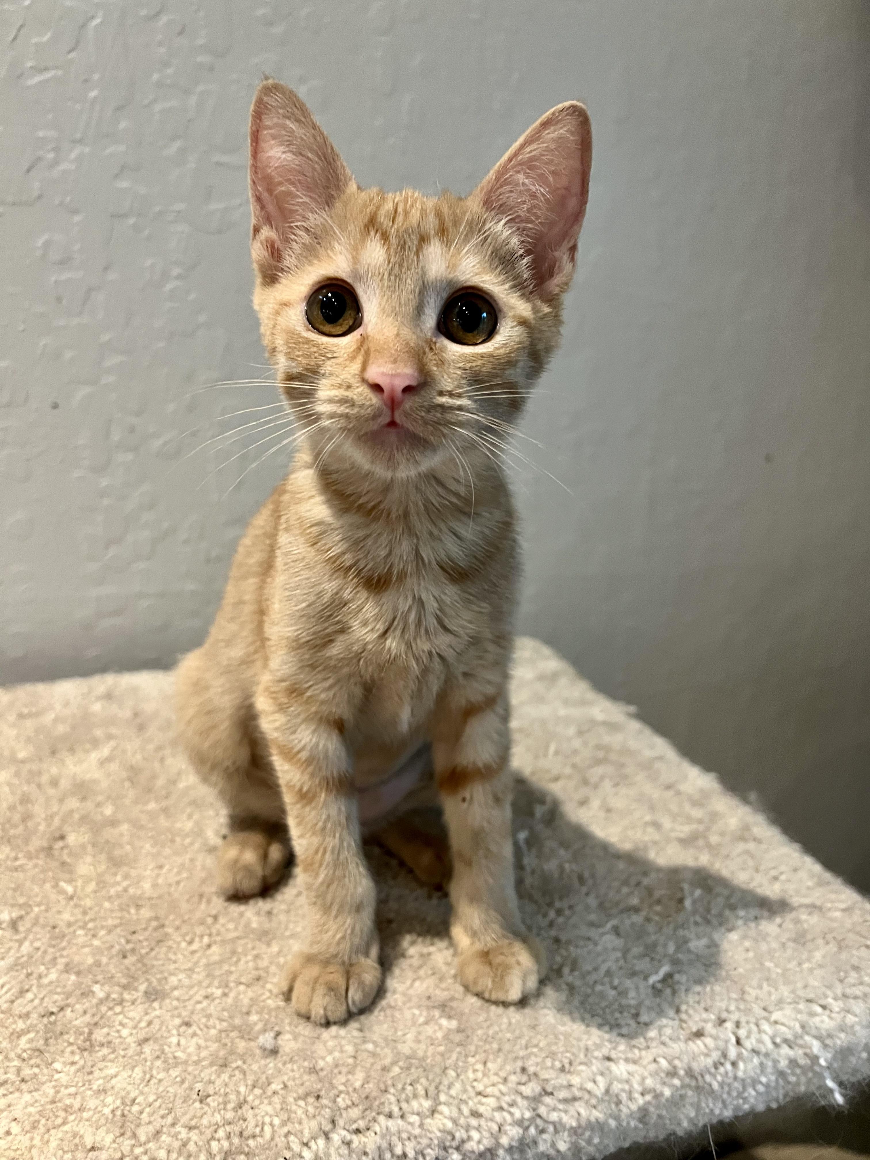Enlarge Ember, a Adoptable Tabby in Oakley, CA image 2/2