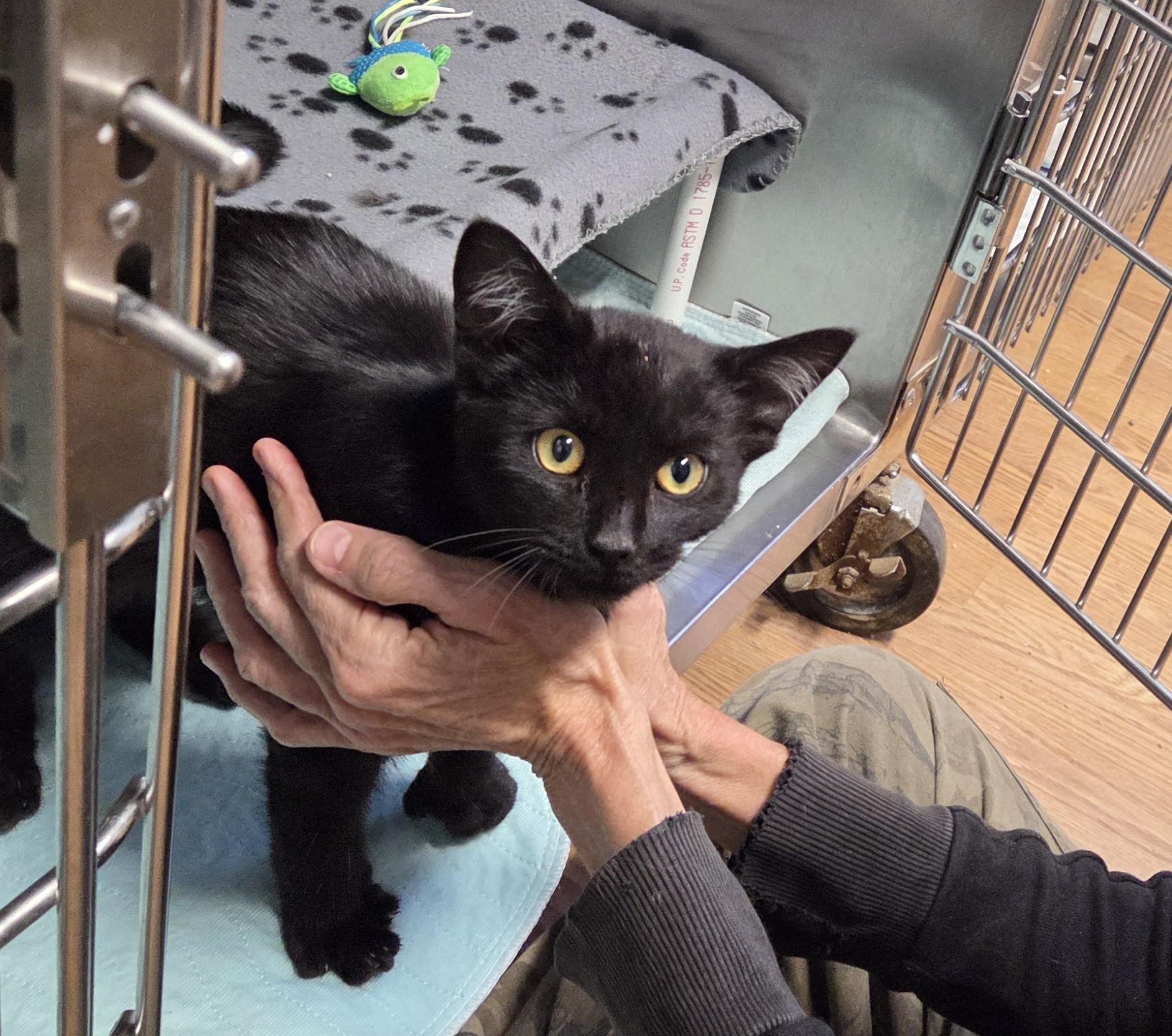 Enlarge Cricket, an adopted mixed breed in Carsonville, MI image 2/2