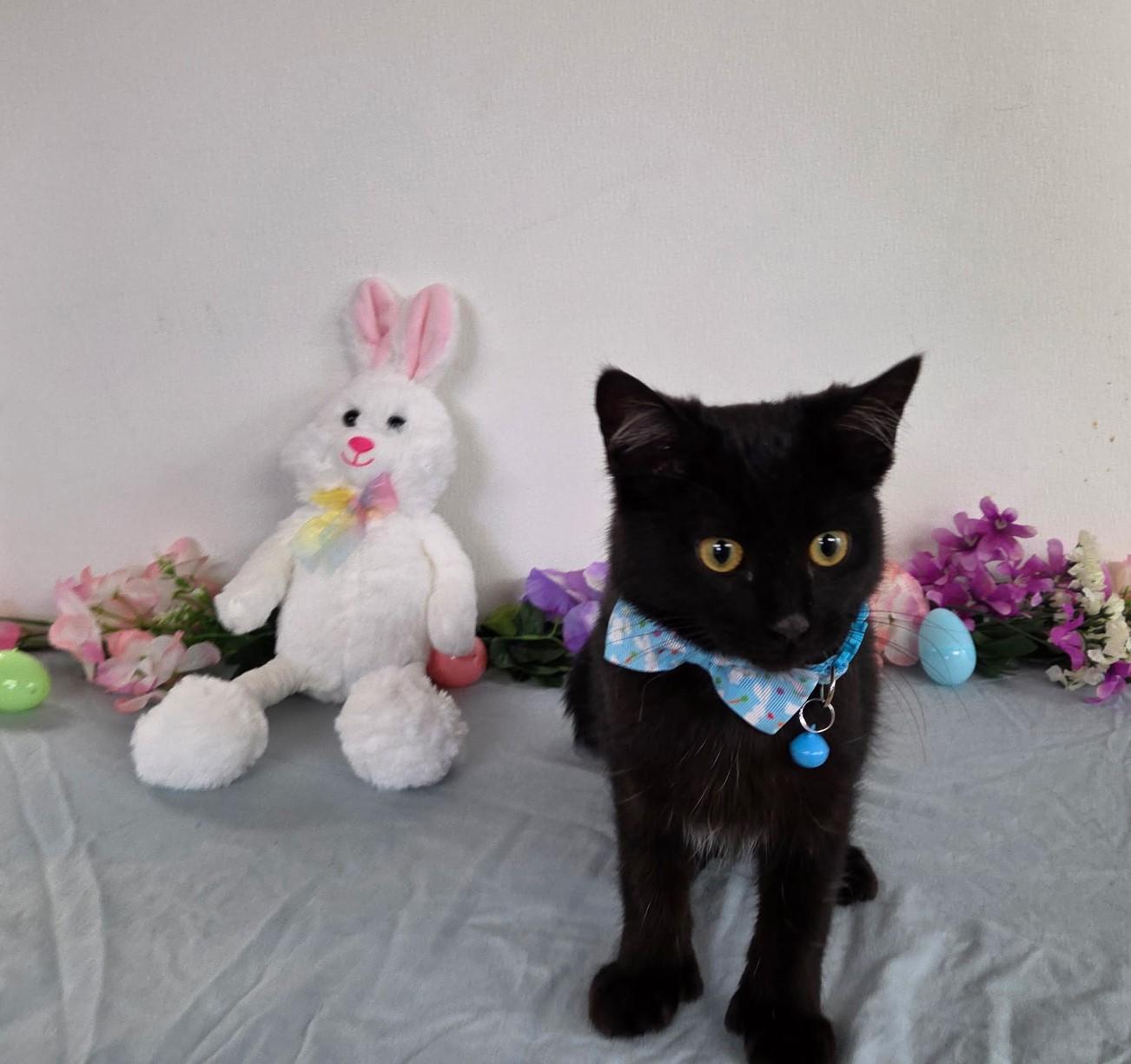 Cricket, adopted, Kitten Male Domestic Short Hair.