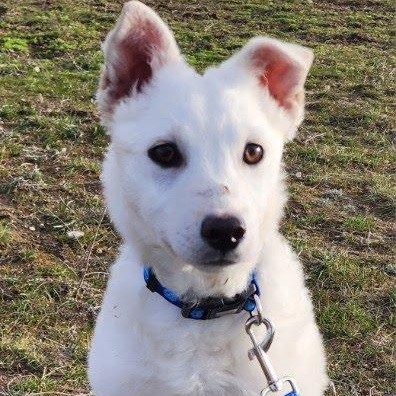 Enlarge Tucker, an adoptable mixed breed in Marysville, WA image 2/4