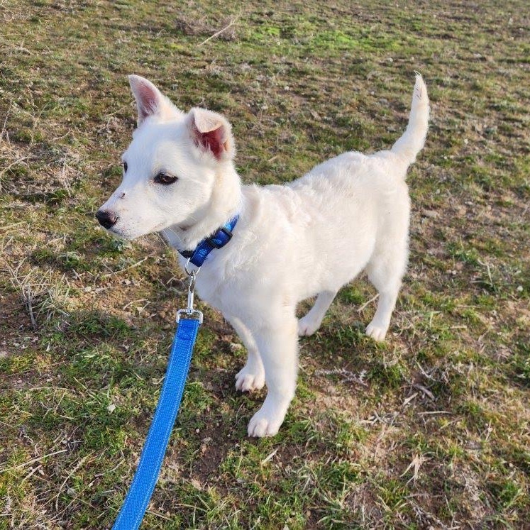 Enlarge Tucker, an adoptable mixed breed in Marysville, WA image 1/4