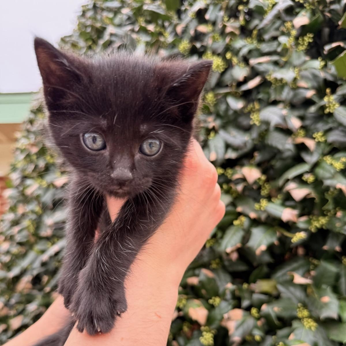 Enlarge Fig, an adopted Domestic Short Hair in Fairfax Station, VA image 1/3
