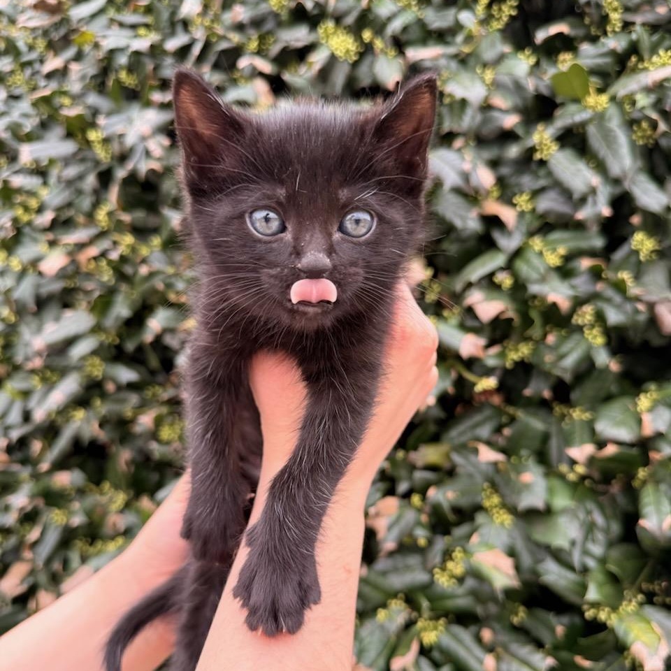 Enlarge Fig, an adopted Domestic Short Hair in Fairfax Station, VA image 2/3