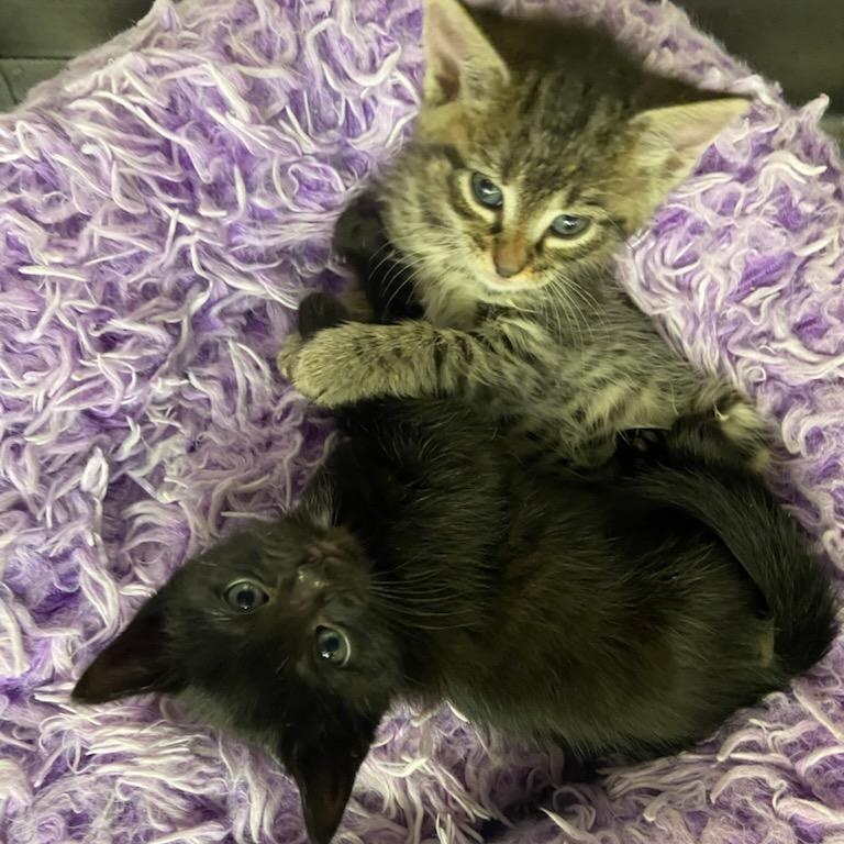 Enlarge Fig, an adopted Domestic Short Hair in Fairfax Station, VA image 3/3