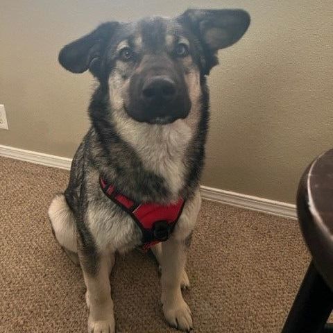 Sadie, a Adoptable mixed breed in Ephrata, WA image 1/6