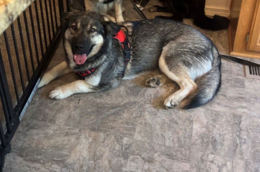 Sadie, a Adoptable mixed breed in Ephrata, WA image 2/6