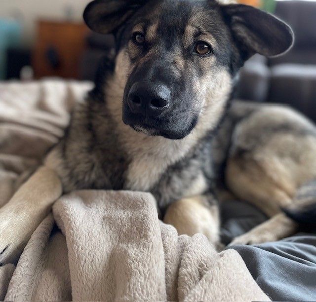 Sadie, a Adoptable mixed breed in Ephrata, WA image 3/6