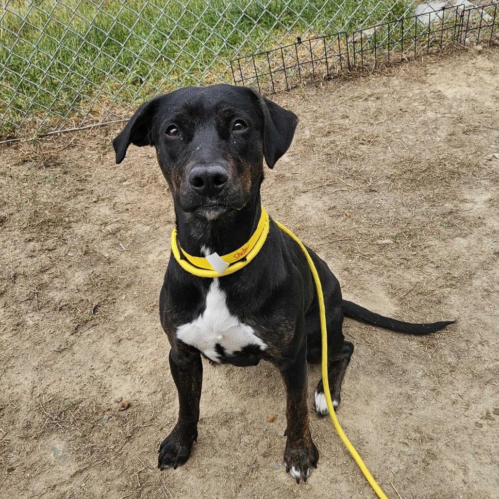 Sheba, a Adoptable Mixed Breed in Dover, NH image 1/6