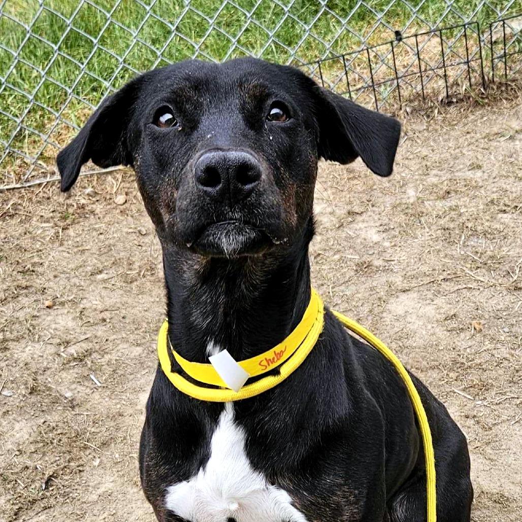 Sheba, a Adoptable Mixed Breed in Dover, NH image 2/6