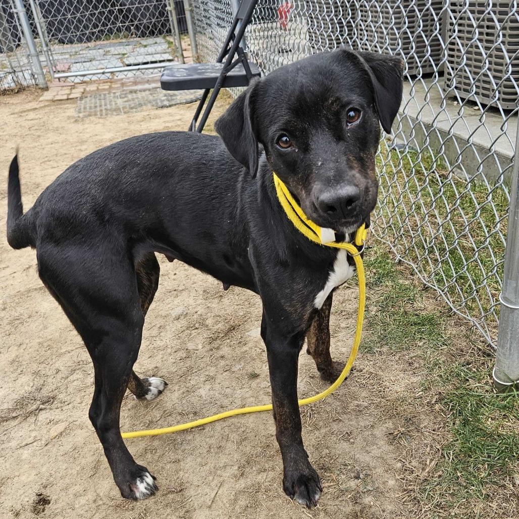 Sheba, a Adoptable Mixed Breed in Dover, NH image 3/6