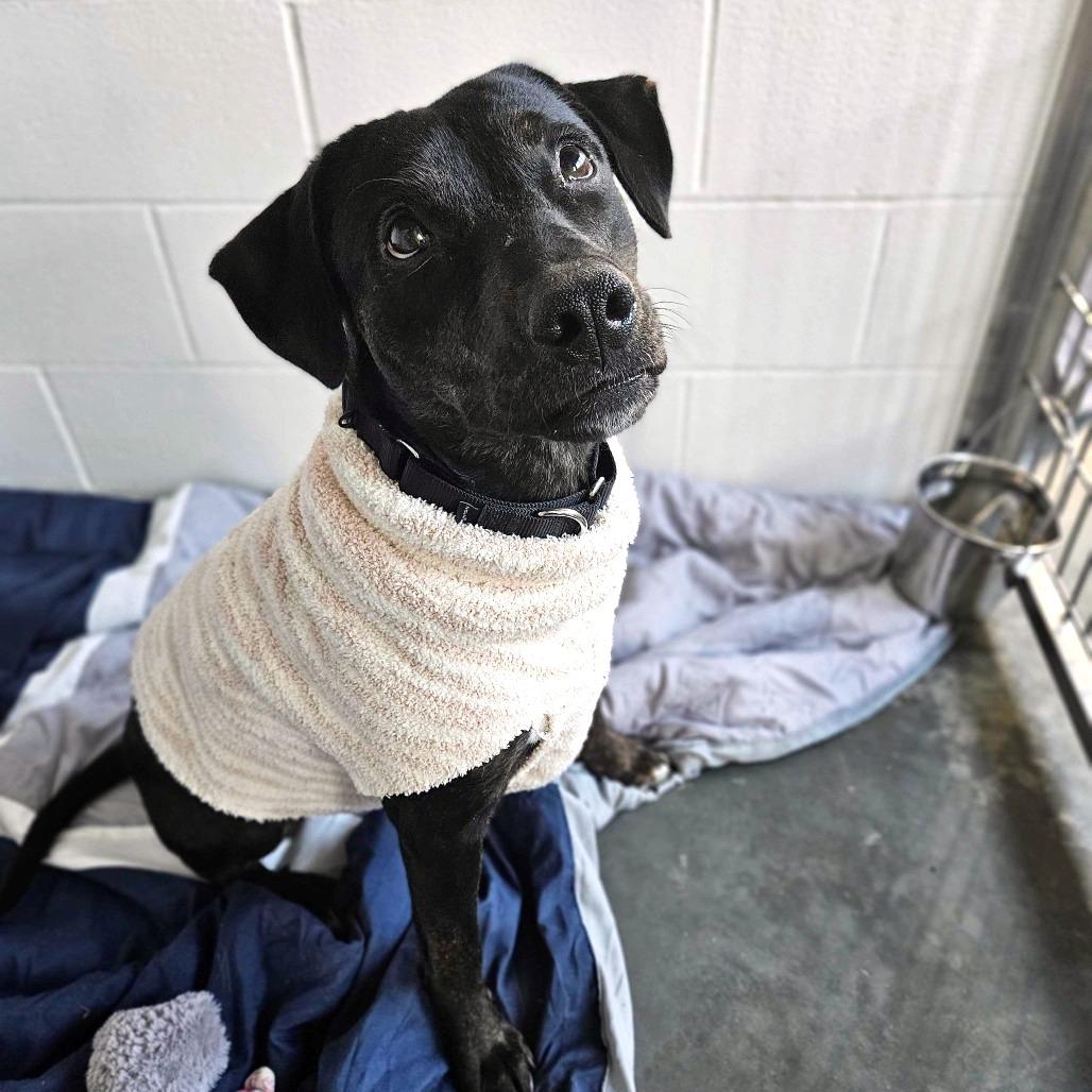 Sheba, a Adoptable Mixed Breed in Dover, NH image 4/6