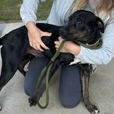 Sheba, a Adoptable Mixed Breed in Dover, NH image 5/6