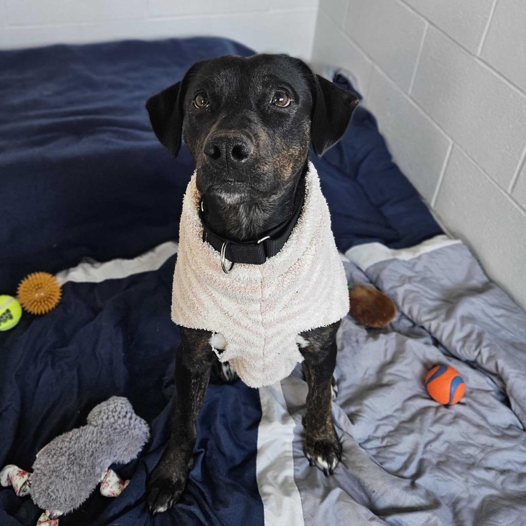 Sheba, a Adoptable Mixed Breed in Dover, NH image 6/6