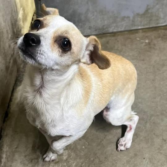 26-838, Adoptable, Young Female Chihuahua.