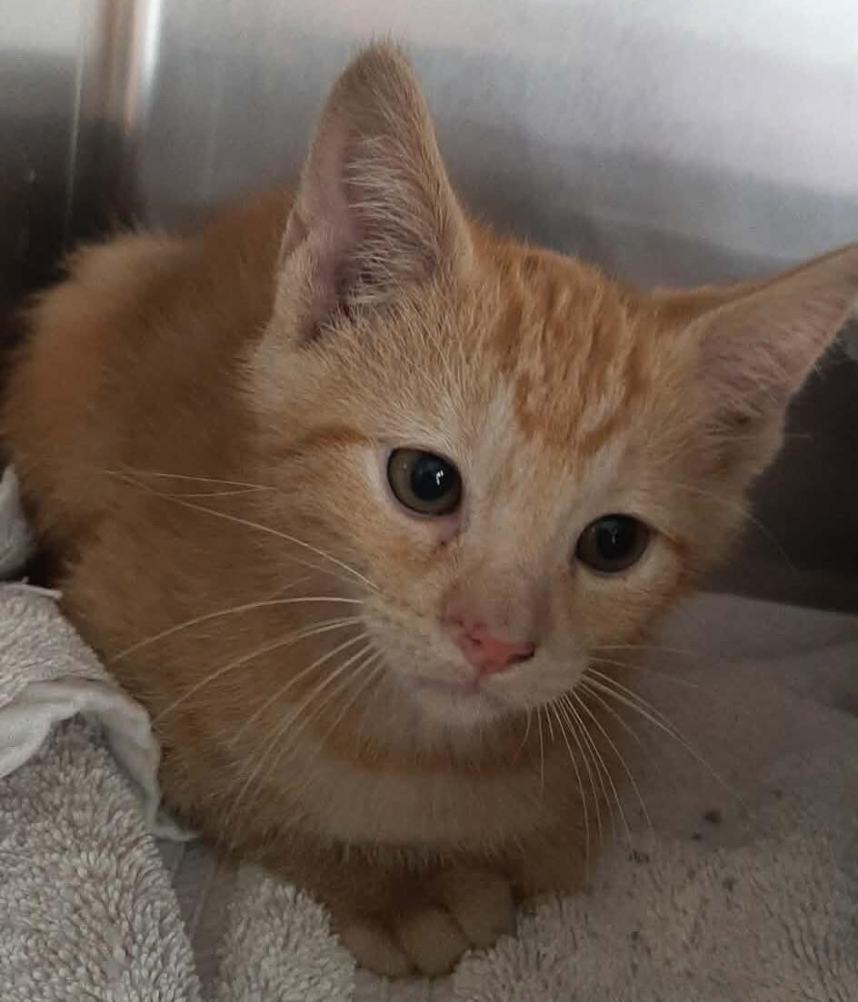 Jack, Adoptable, Kitten Male Domestic Short Hair.