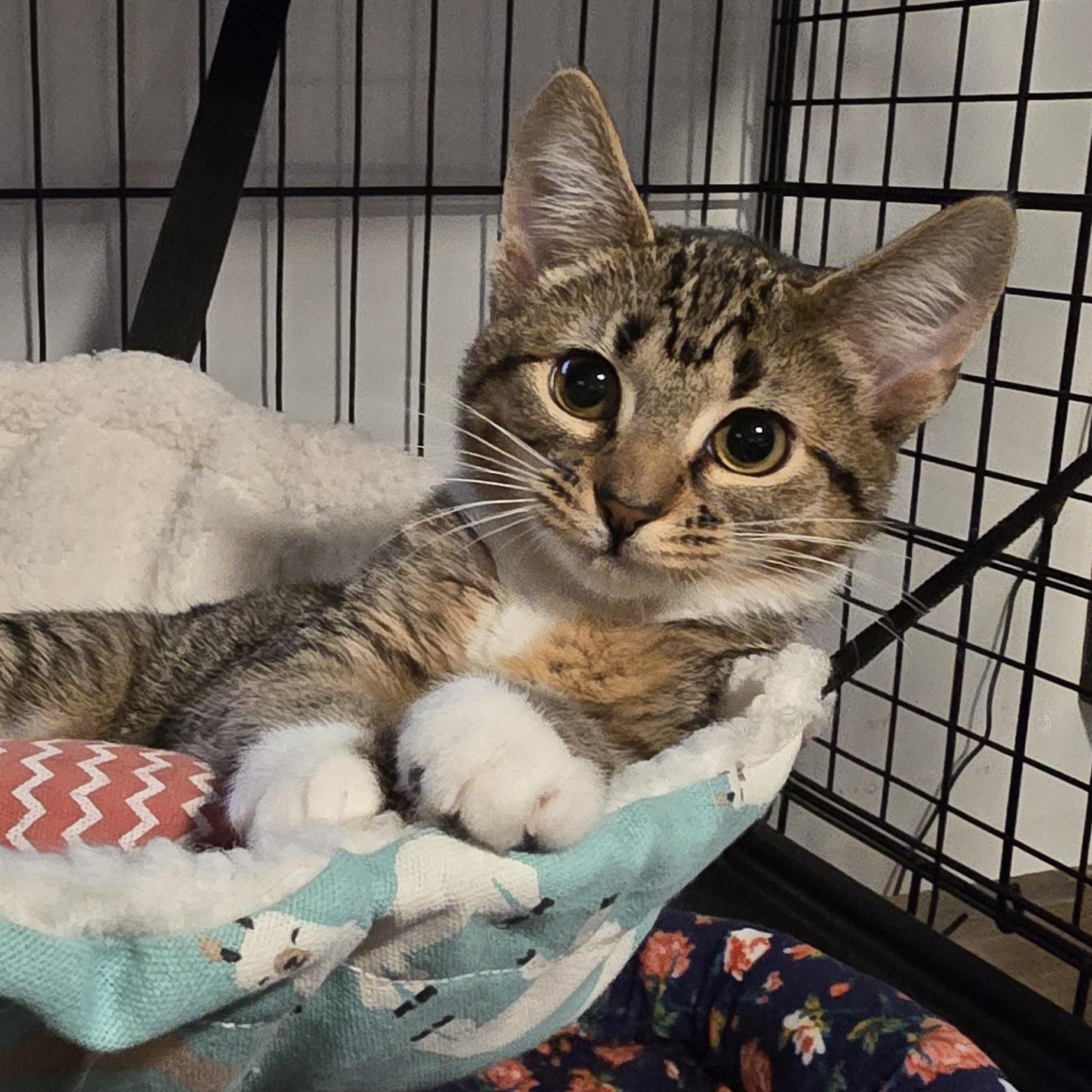 Meet Princess Stella at North Bergen PetSmart!!, a Adopted Domestic Short Hair in North Bergen, NJ image 5/5