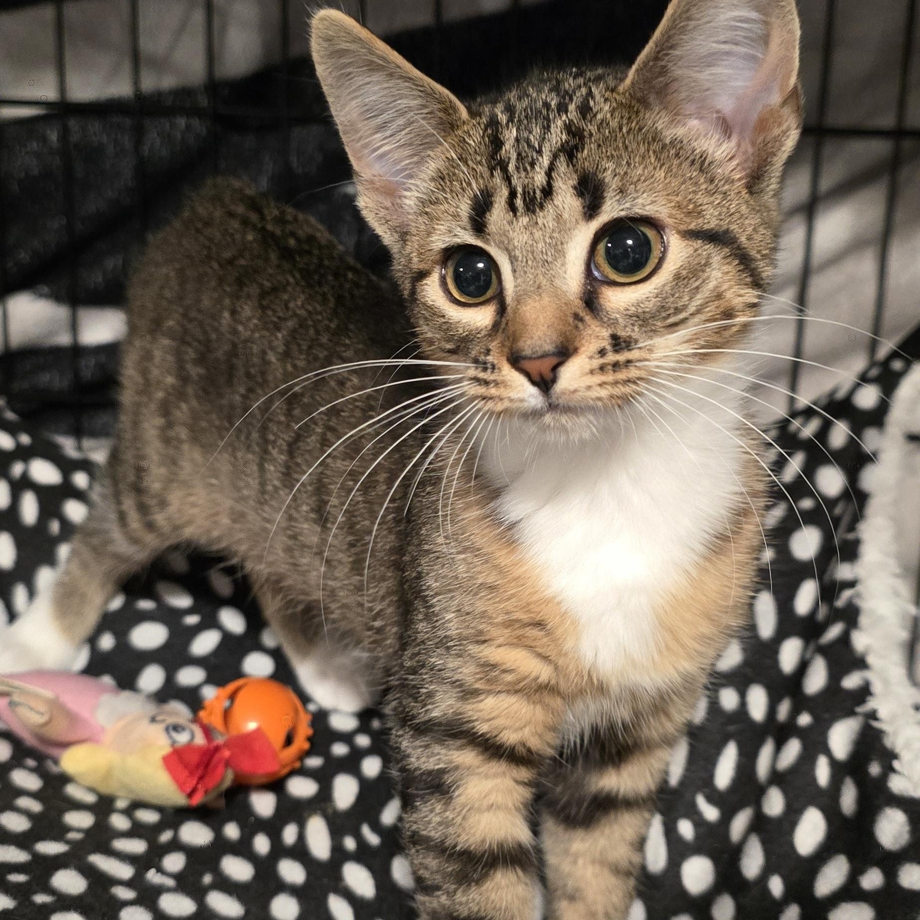 Meet Princess Stella at North Bergen PetSmart!!, a Adopted Domestic Short Hair in North Bergen, NJ image 3/5