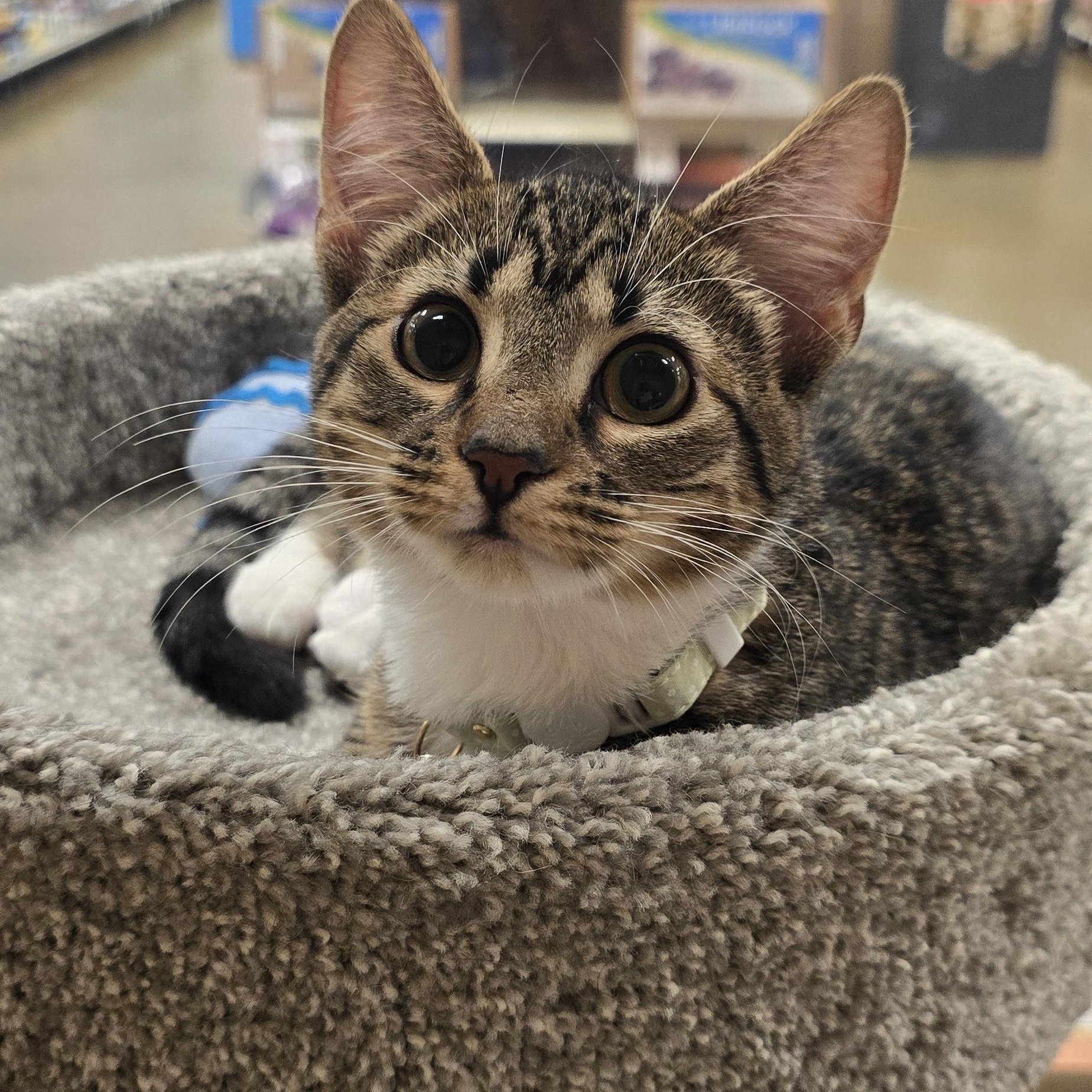 Meet Princess Stella at North Bergen PetSmart!!, Adopted, Kitten Female Domestic Short Hair.