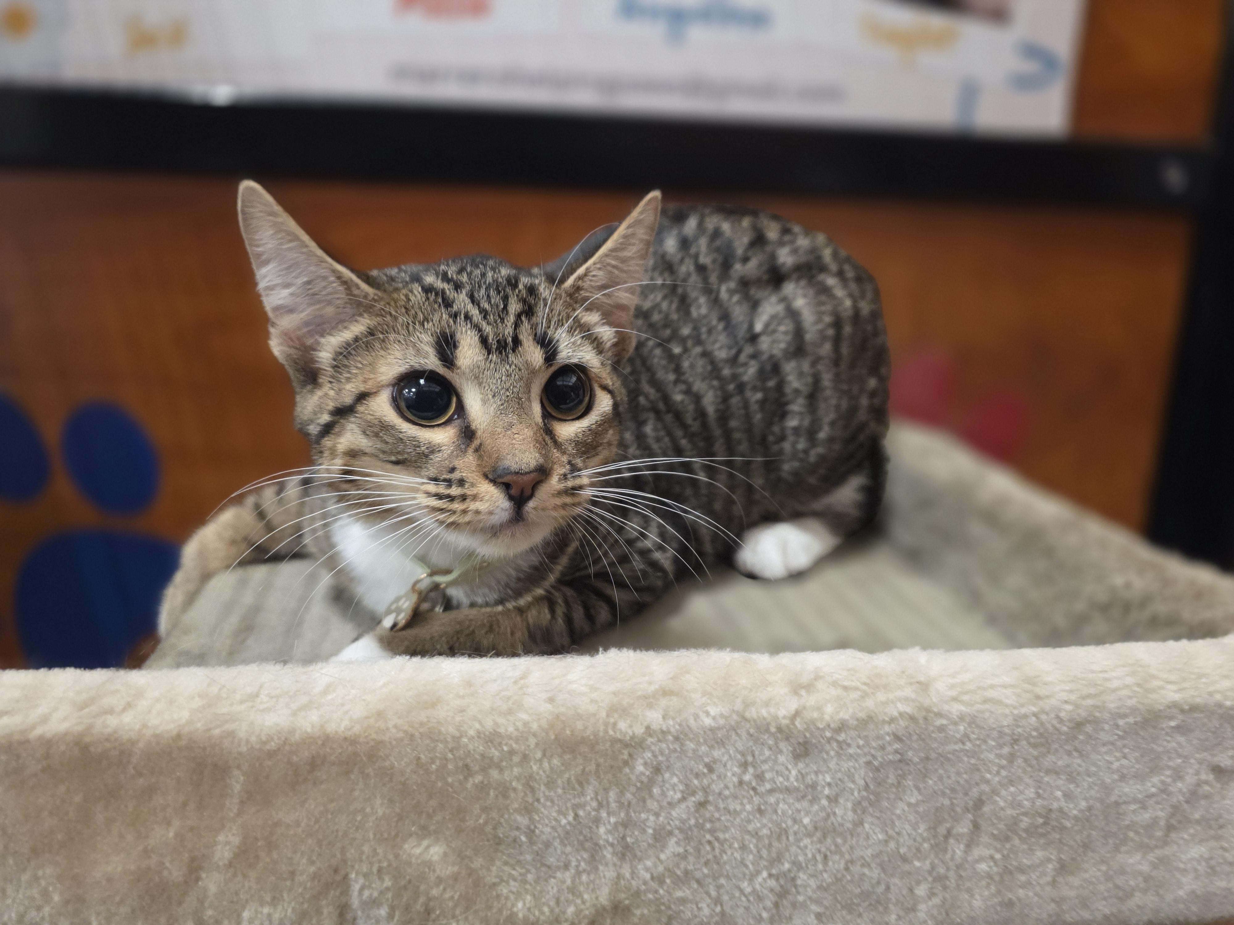 Meet Princess Stella at North Bergen PetSmart!!, a Adopted Domestic Short Hair in North Bergen, NJ image 2/5