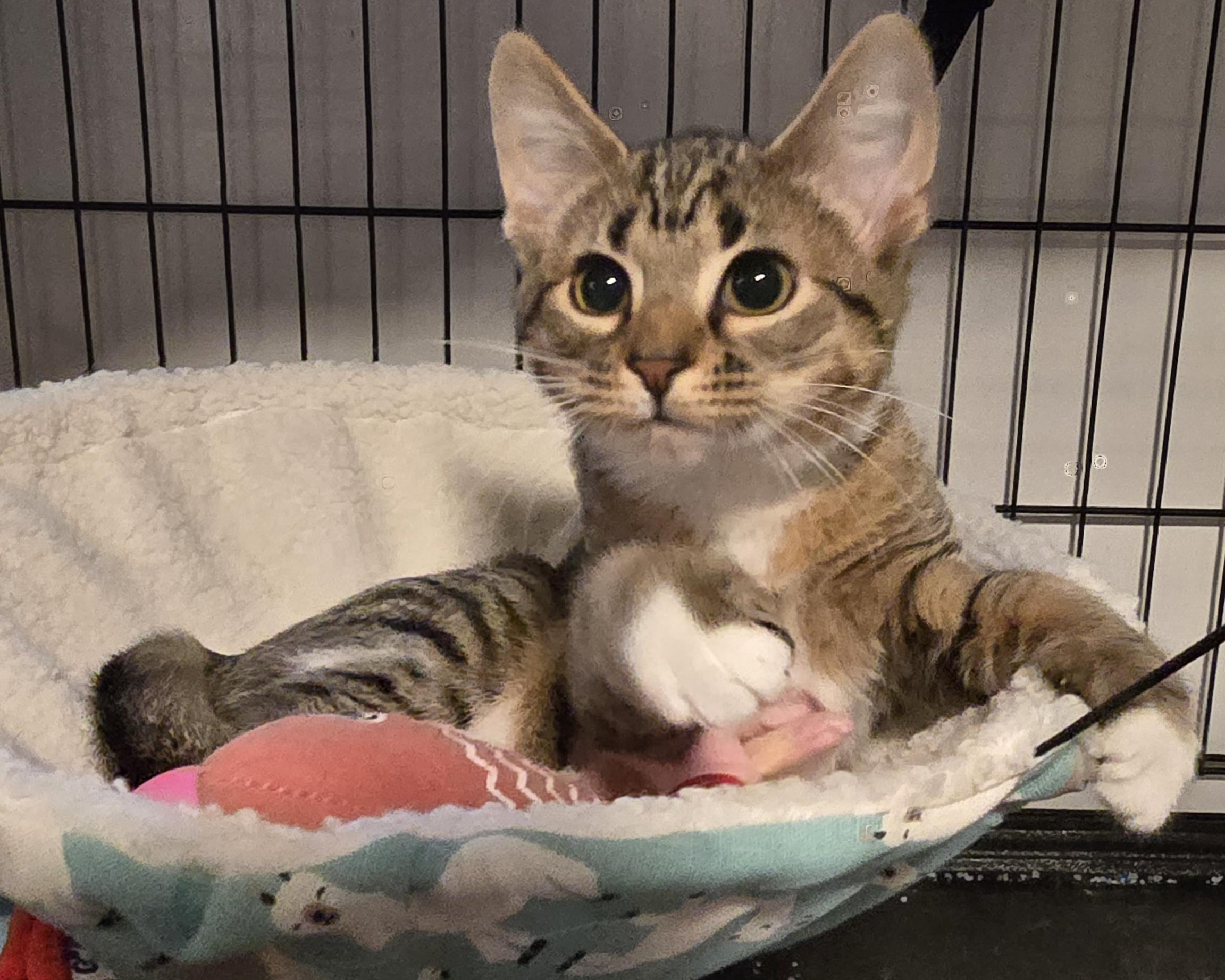 Meet Princess Stella at North Bergen PetSmart!!, a Adopted Domestic Short Hair in North Bergen, NJ image 4/5