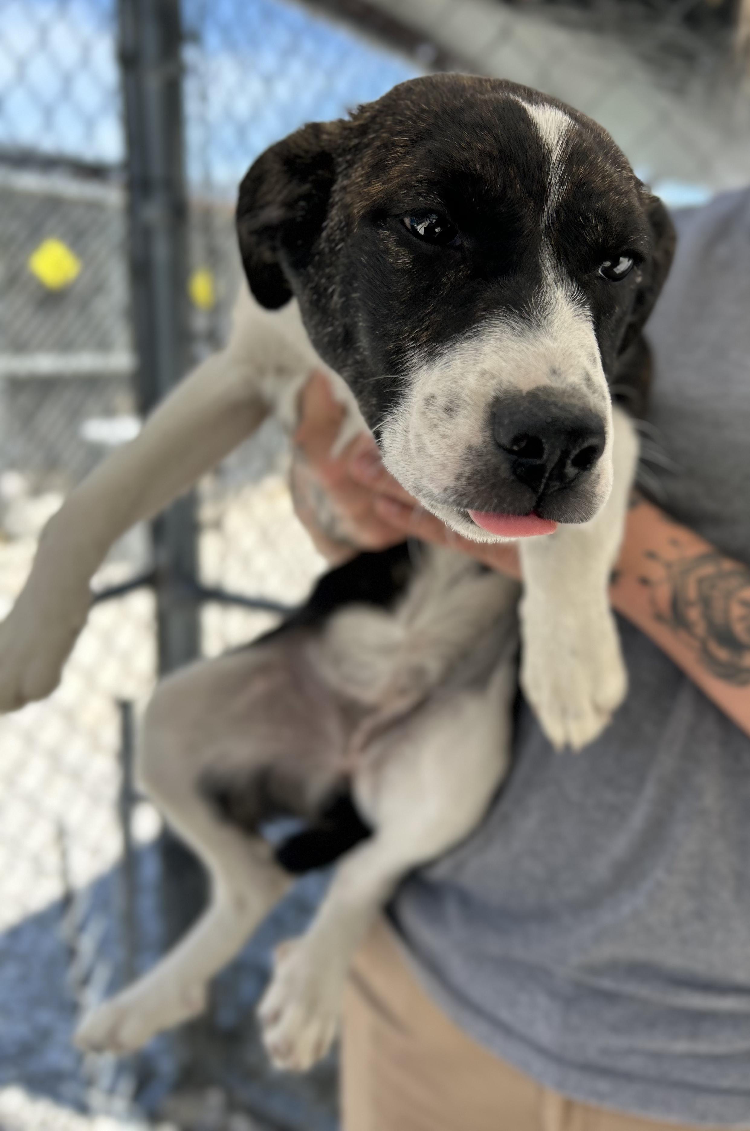 Mozzarella, a ADOPTABLE Mixed Breed in Manchester, TN image 3/3
