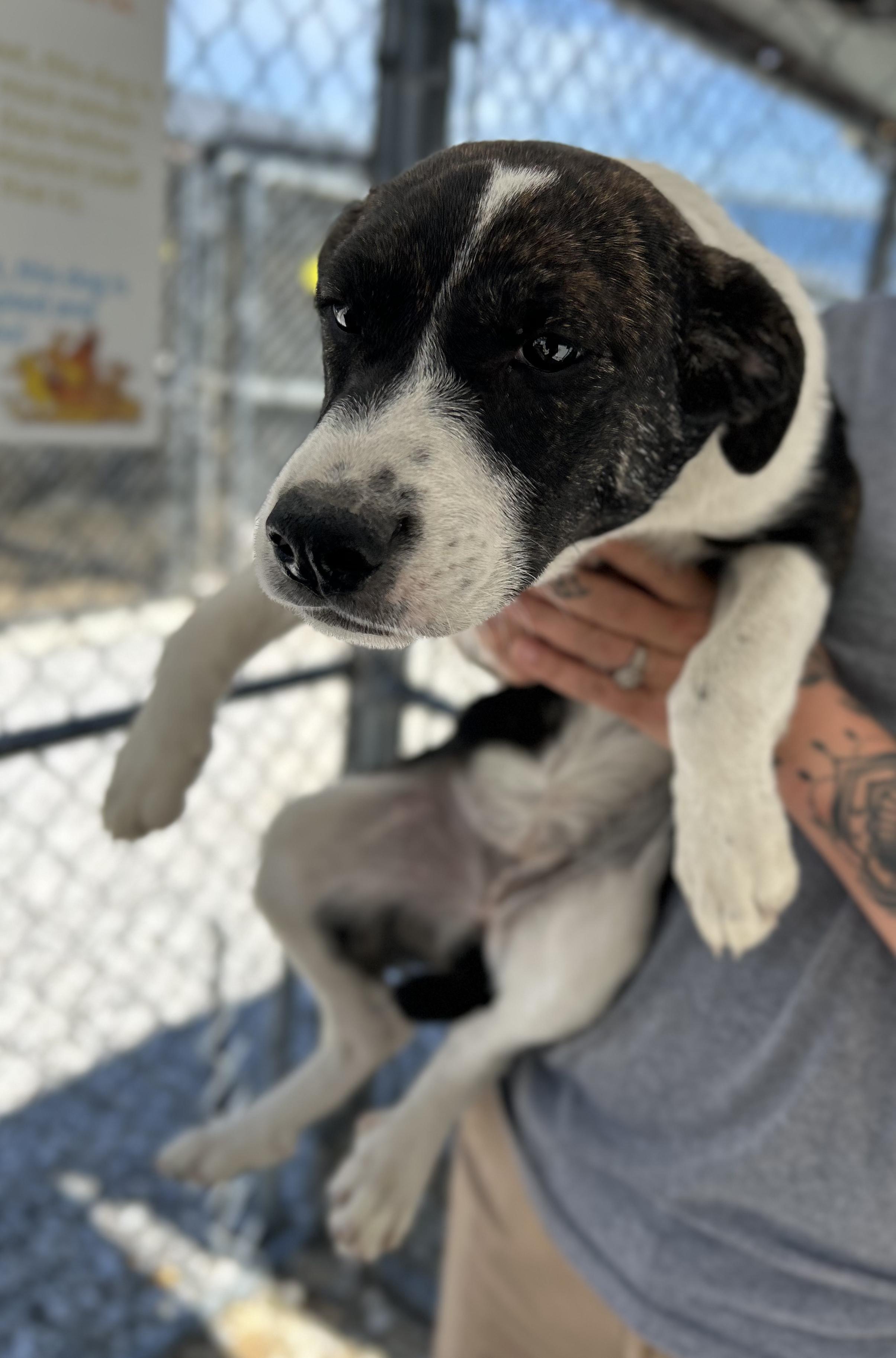 Mozzarella, a ADOPTABLE Mixed Breed in Manchester, TN image 2/3