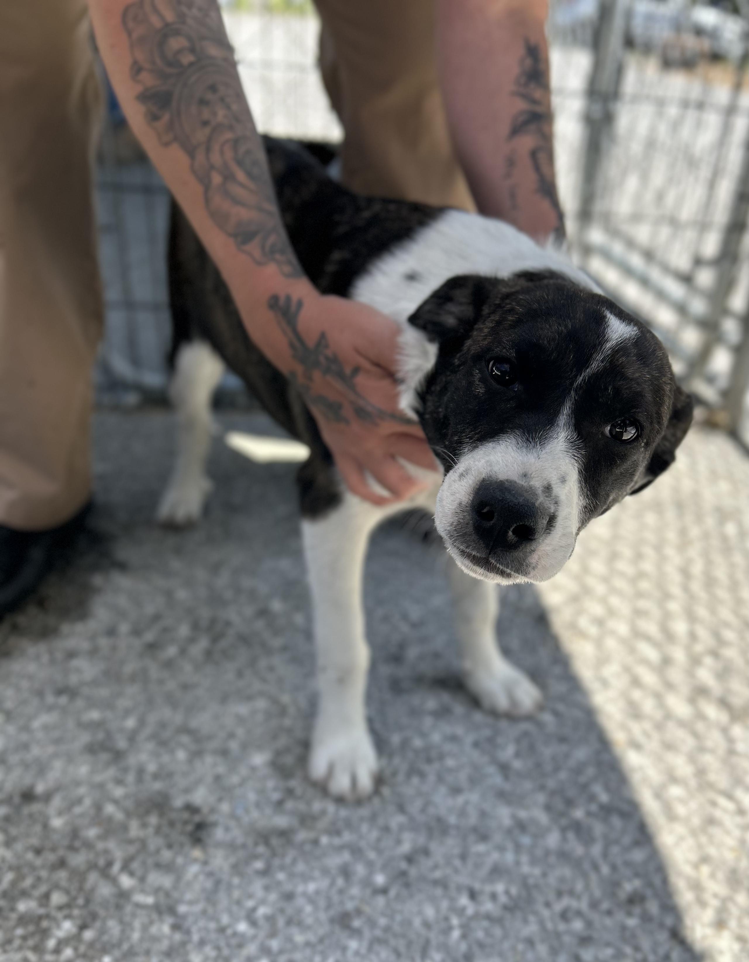 Mozzarella, ADOPTABLE, Puppy Female Mixed Breed.