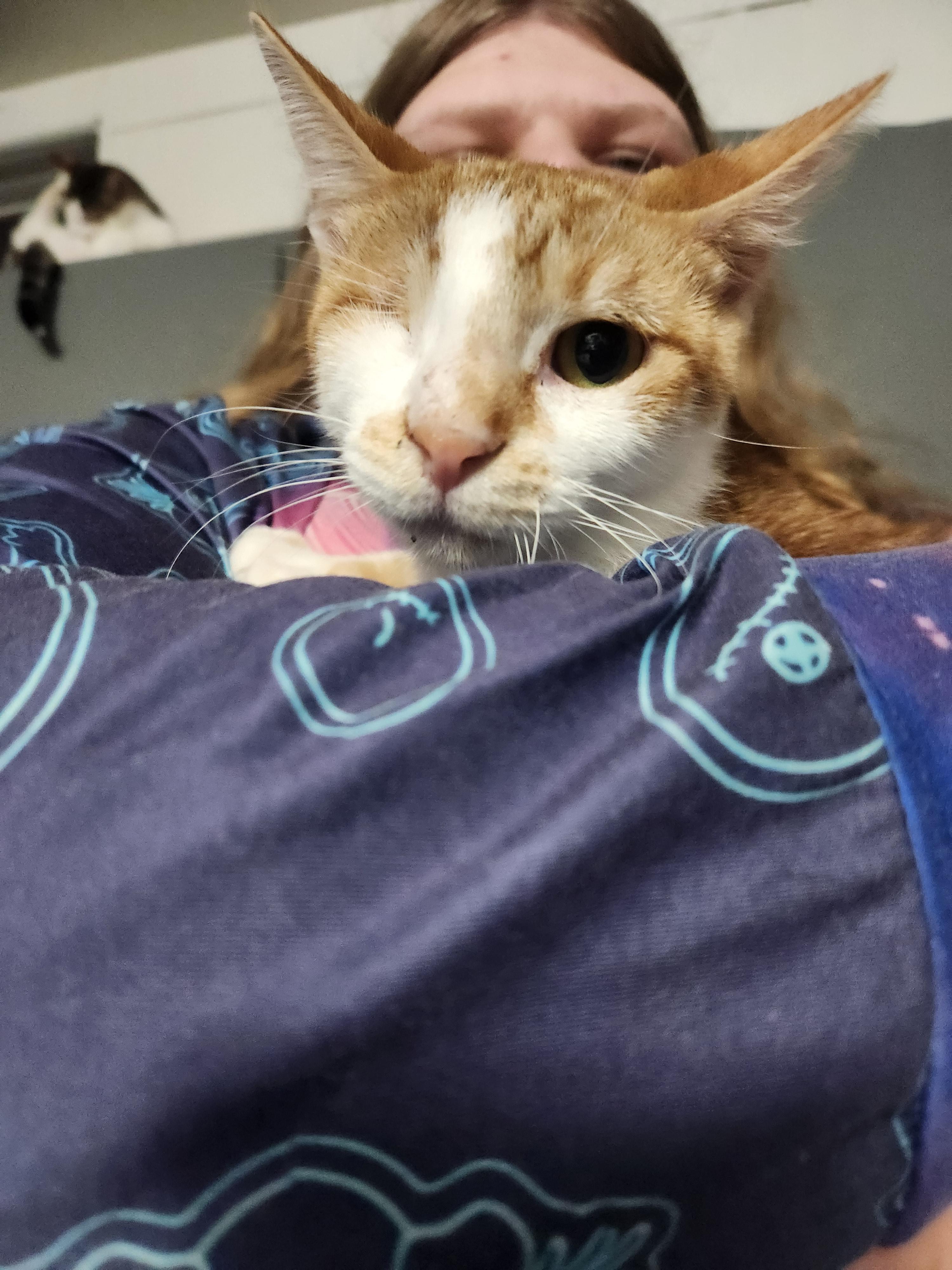 Enlarge Sean, a Adopted Domestic Short Hair in Mount Pleasant, TX image 2/3