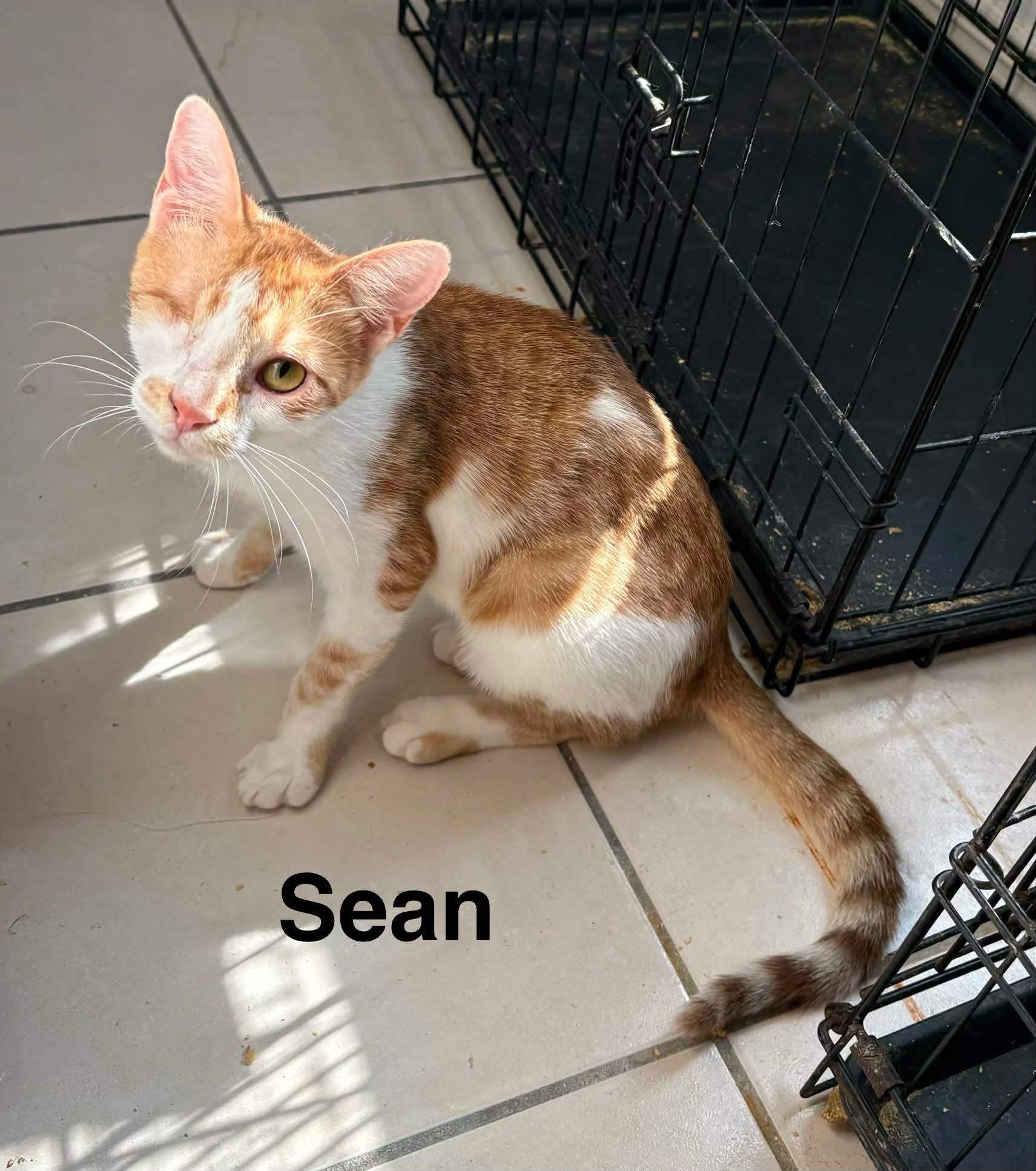 Sean, ADOPTABLE, Adult Male Domestic Short Hair.
