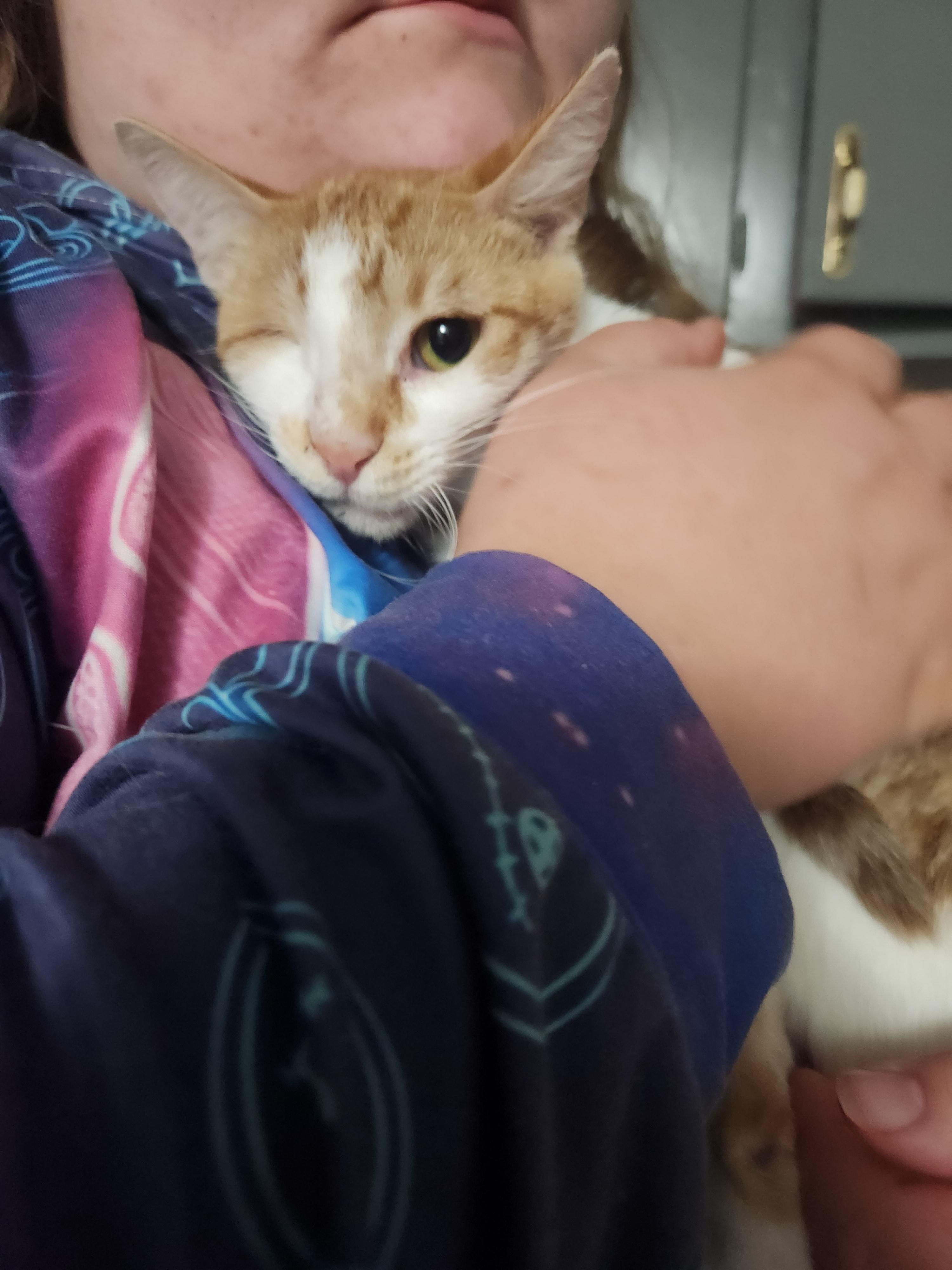 Enlarge Sean, a Adopted Domestic Short Hair in Mount Pleasant, TX image 3/3