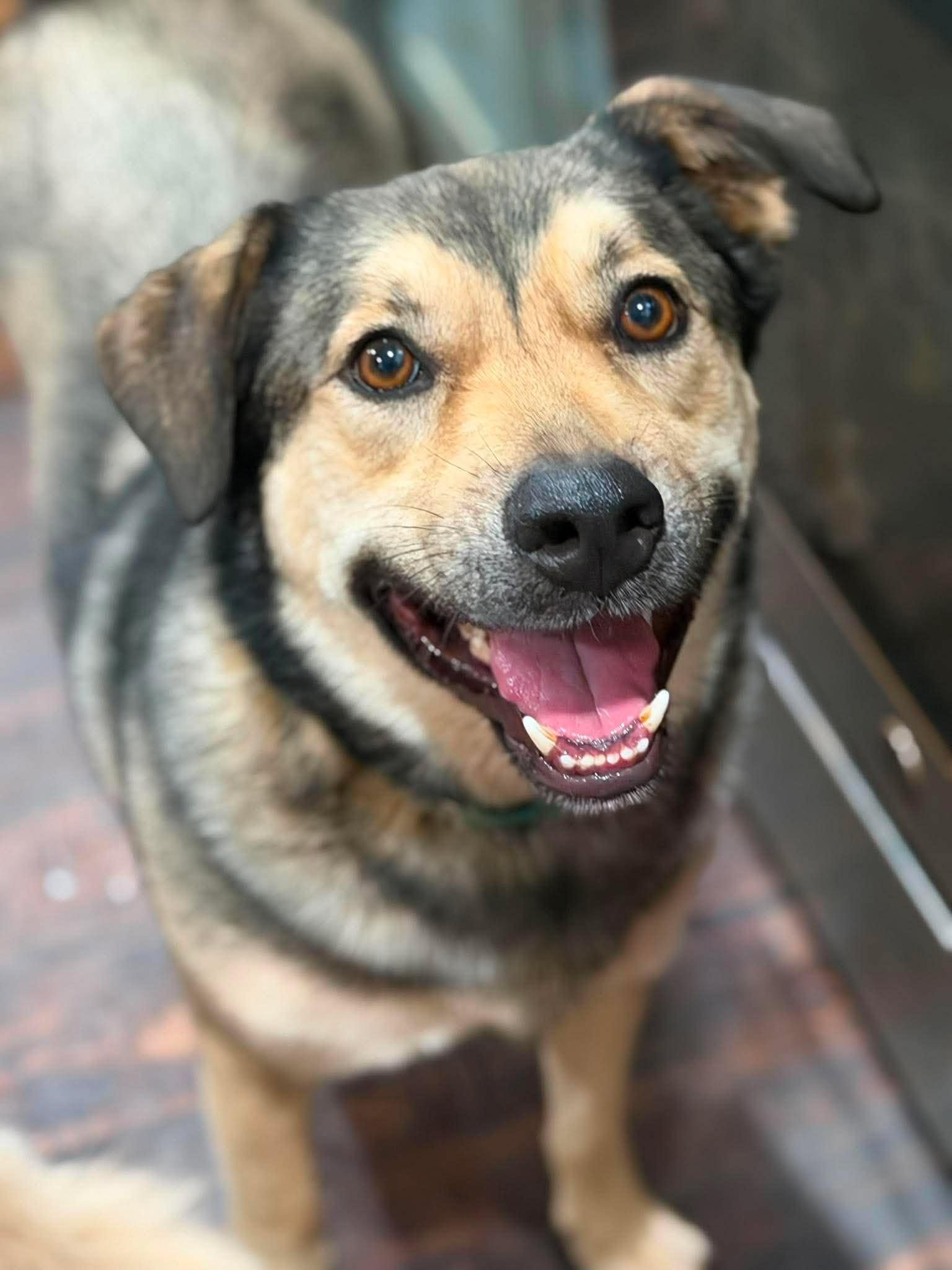 Sampson, a Adoptable German Shepherd Dog in New Baltimore, MI image 1/3