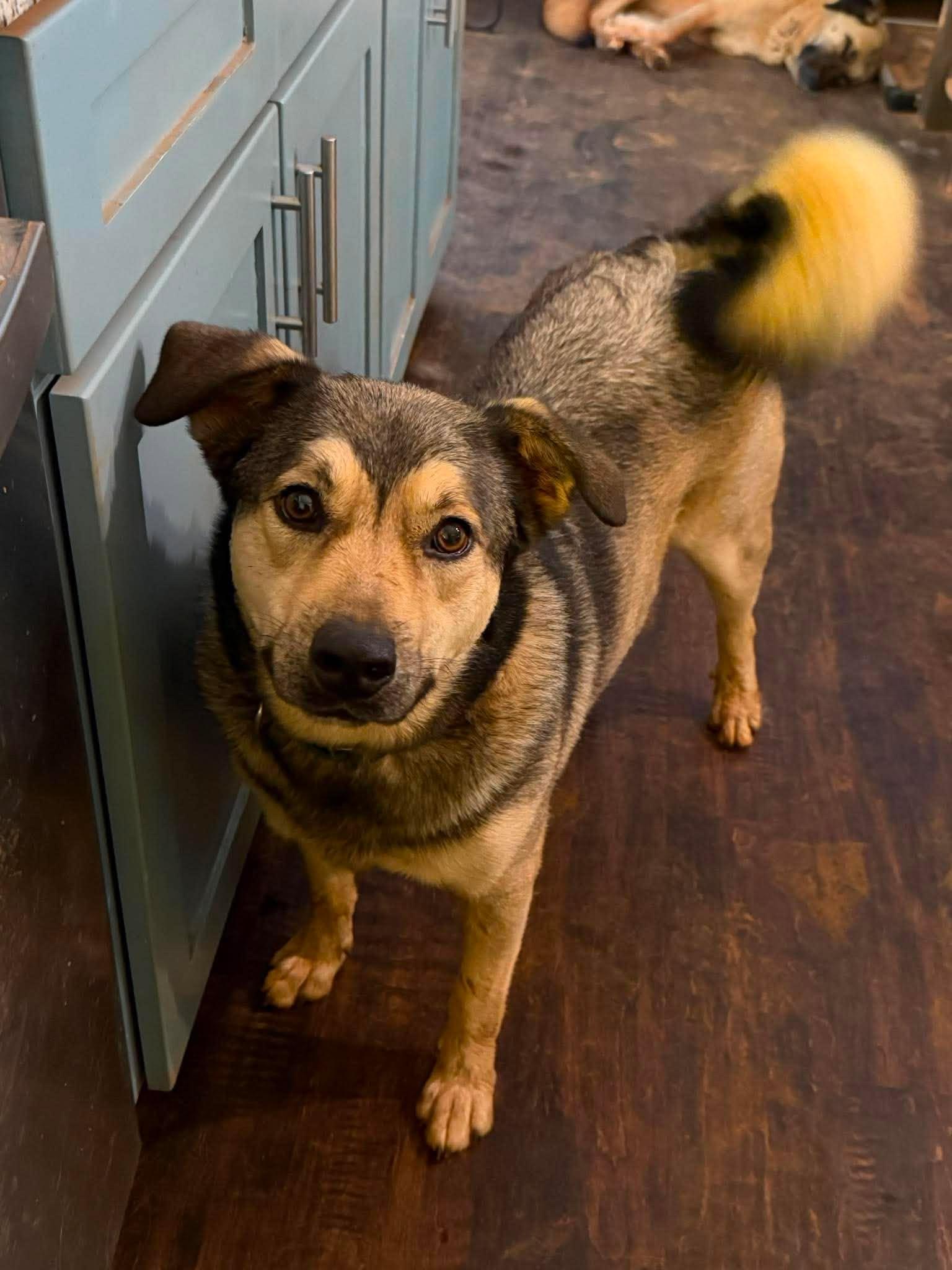 Sampson, a Adoptable German Shepherd Dog in New Baltimore, MI image 3/3