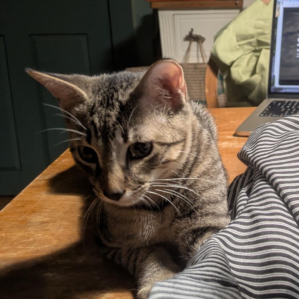 Enlarge Allspice-Tiny Spirit Kitten-In Foster, a Adoptable Domestic Short Hair in Springfield, MA image 1/6