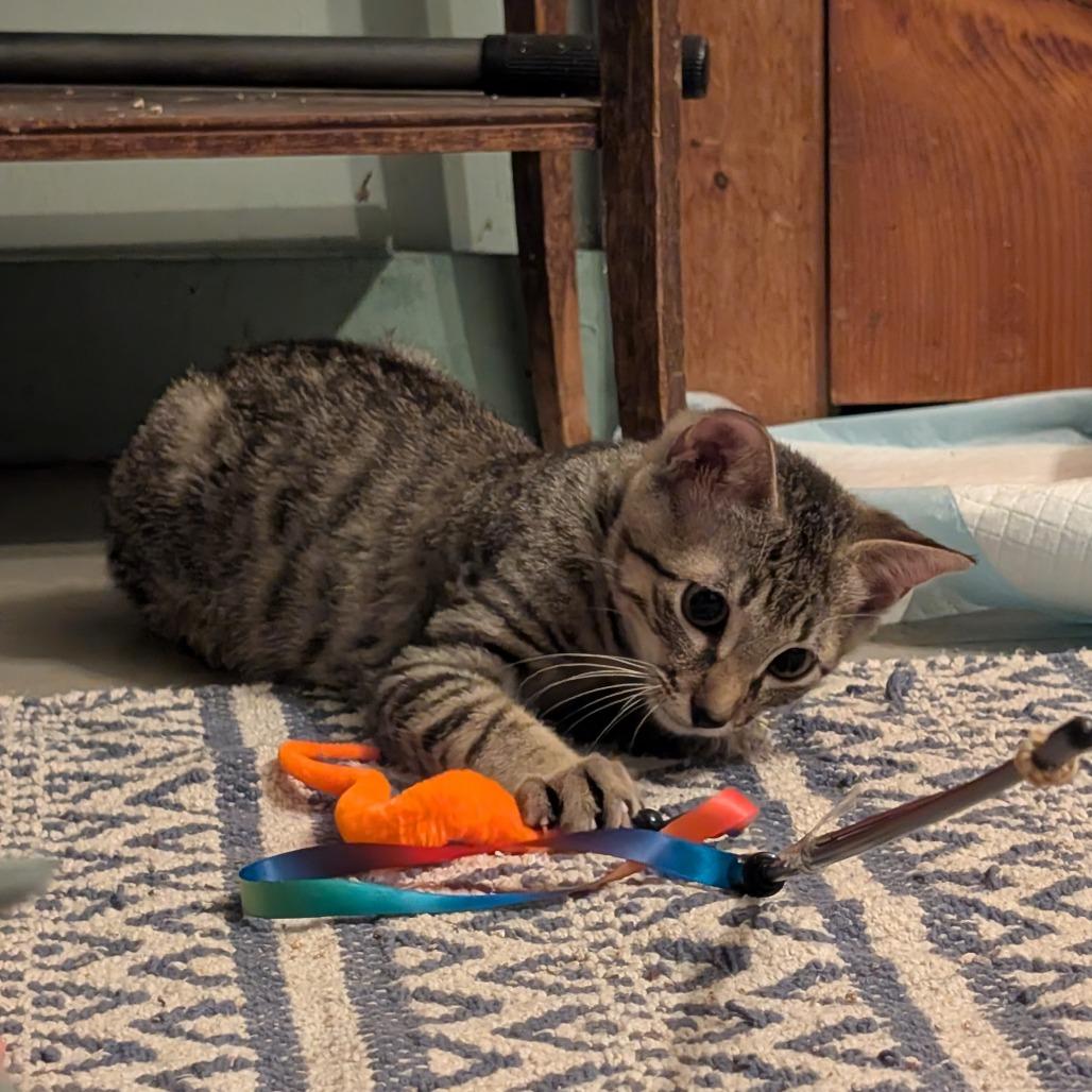 Enlarge Allspice-Tiny Spirit Kitten-In Foster, a Adoptable Domestic Short Hair in Springfield, MA image 2/6