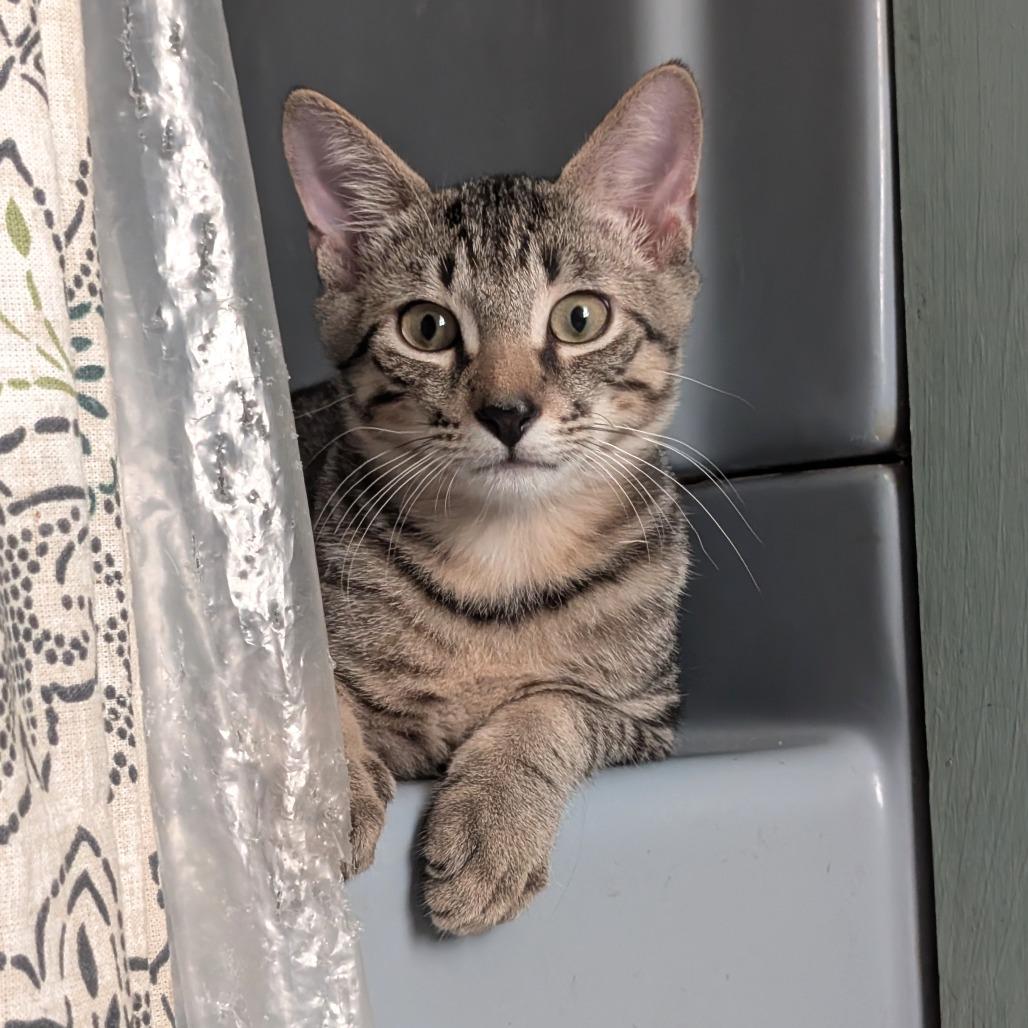 Enlarge Allspice-Tiny Spirit Kitten-In Foster, a Adoptable Domestic Short Hair in Springfield, MA image 3/6