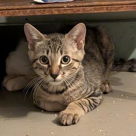 Enlarge Allspice-Tiny Spirit Kitten-In Foster, a Adoptable Domestic Short Hair in Springfield, MA image 4/6