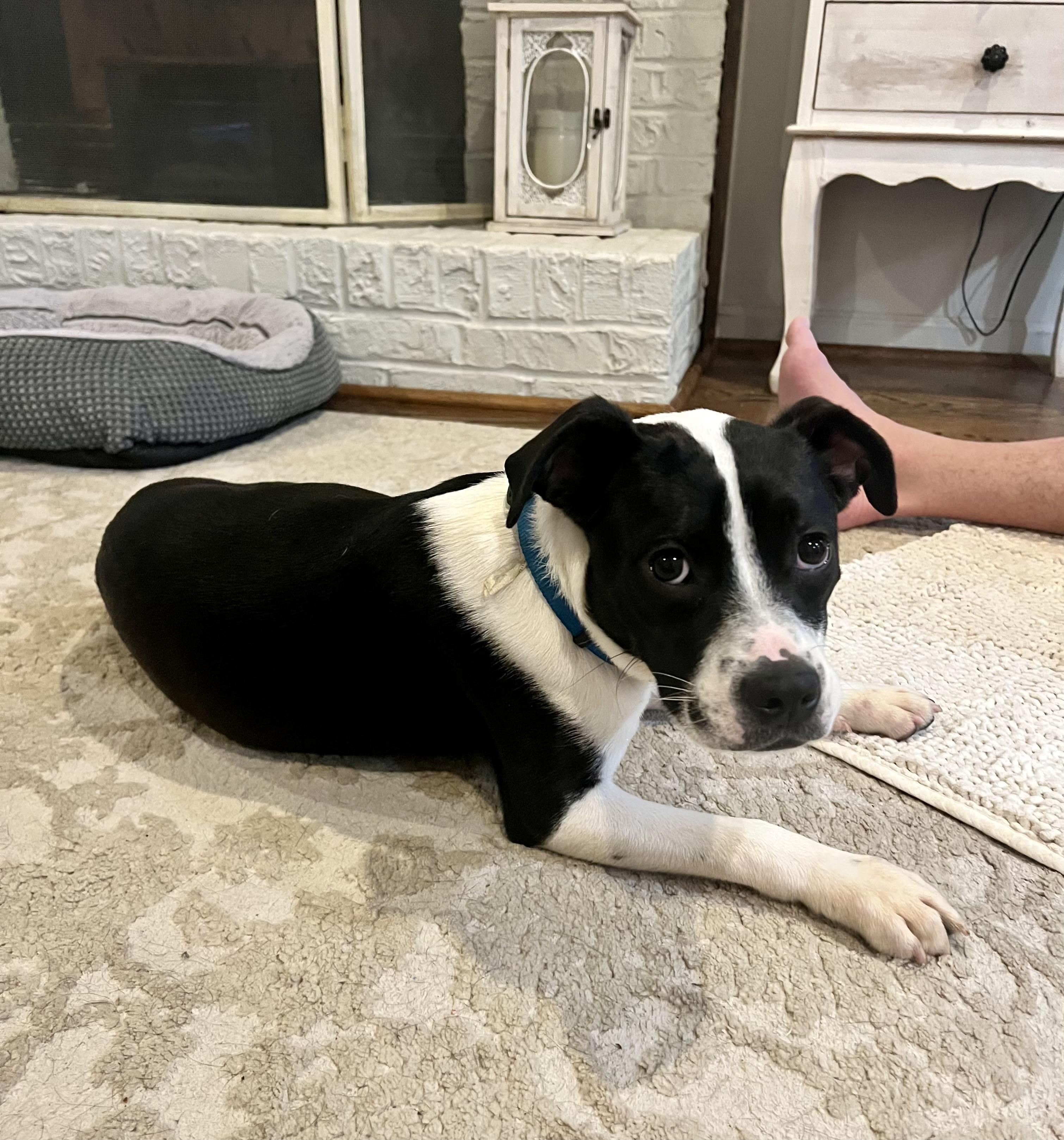 Enlarge Oreo, a Adoptable mixed breed in Warwick, RI image 5/6