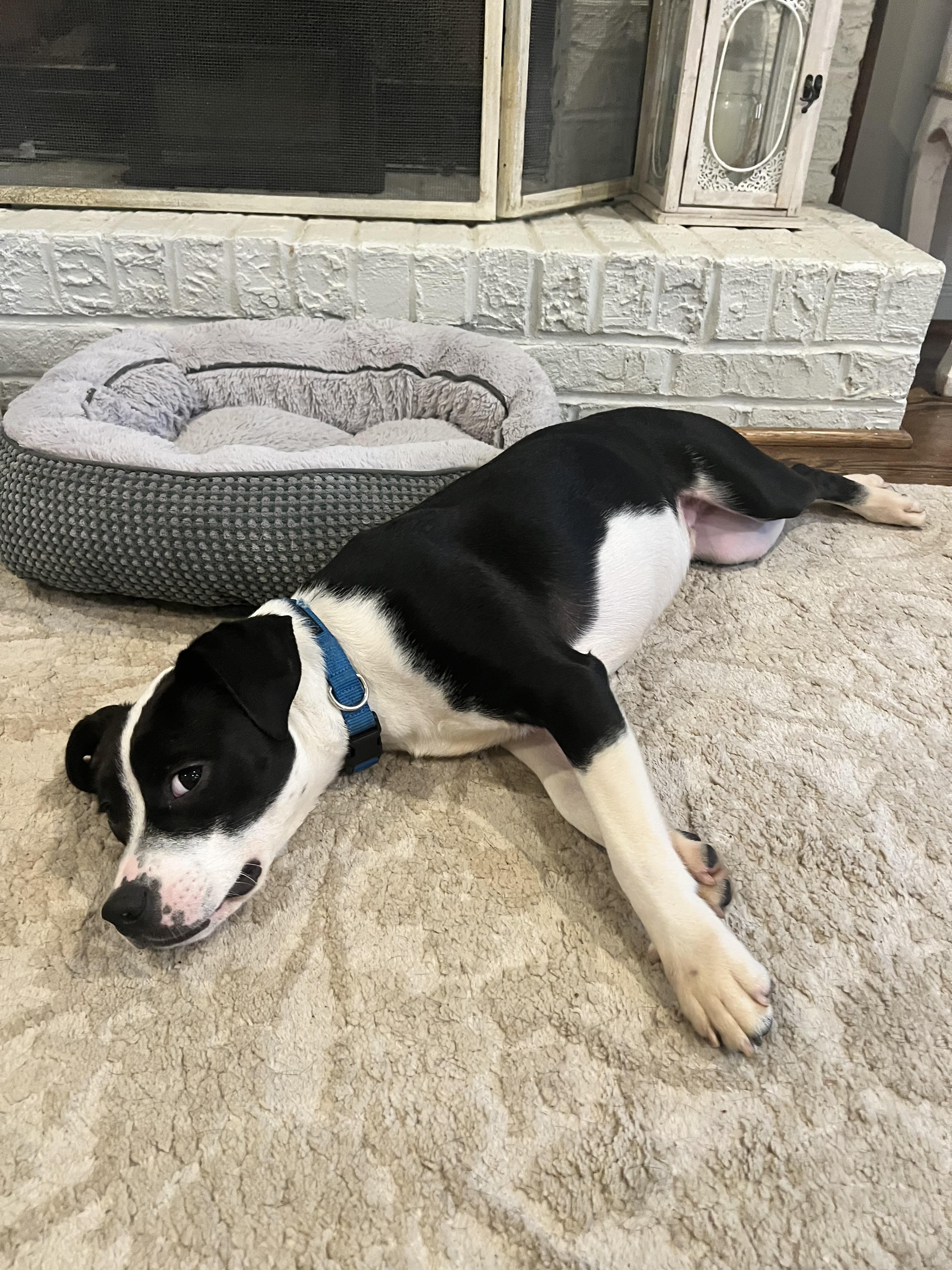 Enlarge Oreo, a Adoptable mixed breed in Warwick, RI image 4/6