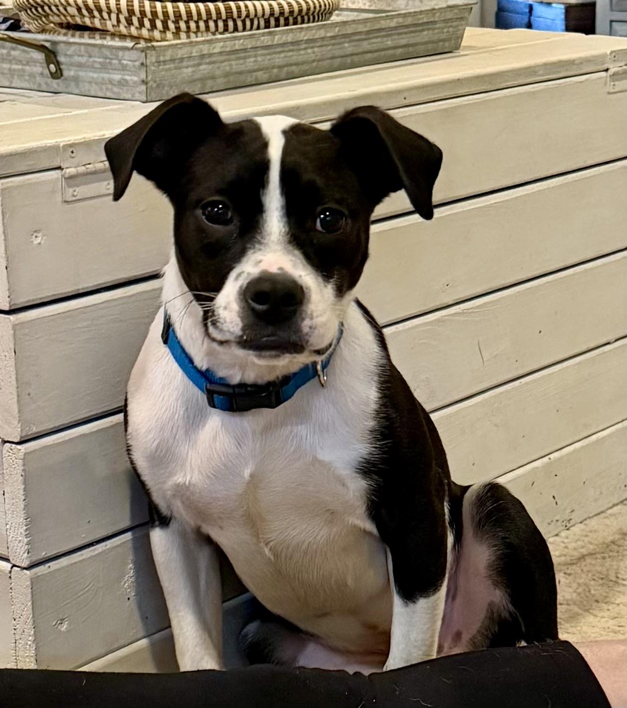 Enlarge Oreo, a Adoptable mixed breed in Warwick, RI image 2/6