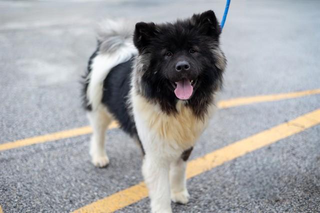 BRENDA, Adoptable, Young Female Akita.