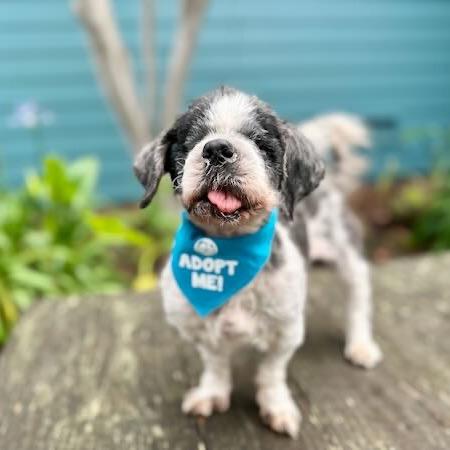 Astrid, Adoptable, Senior Female Shih Tzu.